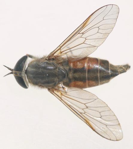 Réf. 325 913 : Hybomitra distinguenda